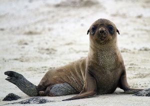 Sombero Chino, Galapagos 061.jpg